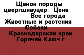 Щенок породы  цвергшнауцер › Цена ­ 30 000 - Все города Животные и растения » Собаки   . Краснодарский край,Горячий Ключ г.